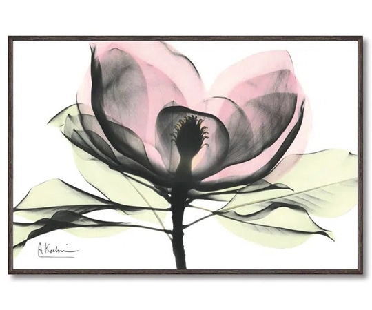 ユーパワー X RAY キャンバスアート｢ピンクマグノリア(Sサイズ)｣ XR-03823 1個（ご注文単位1個）【直送品】