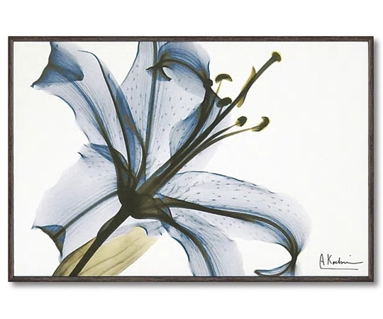 ユーパワー X RAY キャンバスアート｢リリー(Sサイズ)｣ XR-03811 1個（ご注文単位1個）【直送品】