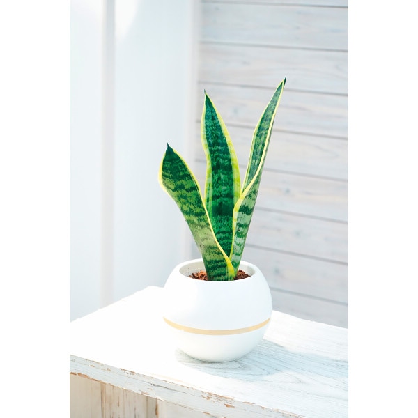 シャディ サンセベリア　丸鉢５号鉢 1個(ご注文単位1個)  【直送品】