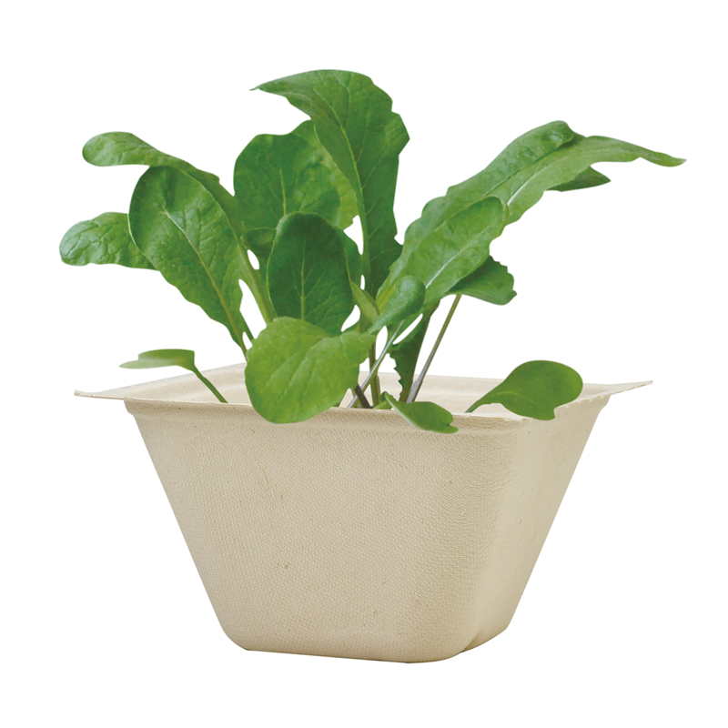 アーテック バガスグリーン ラディッシュ 1個（ご注文単位1個）【直送品】