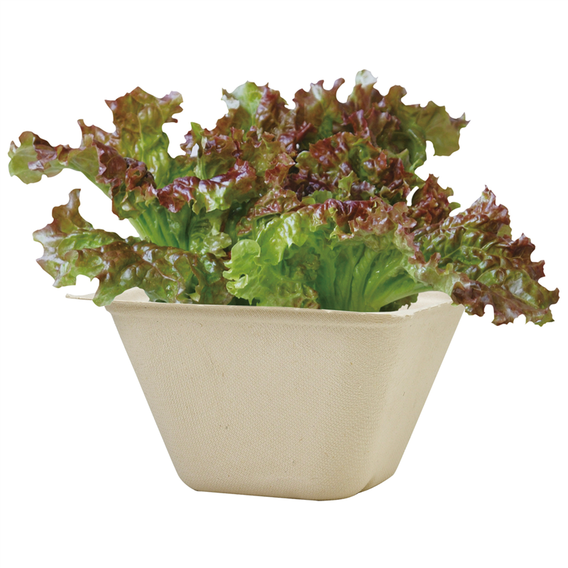 アーテック バガスグリーン レタス 1個（ご注文単位1個）【直送品】