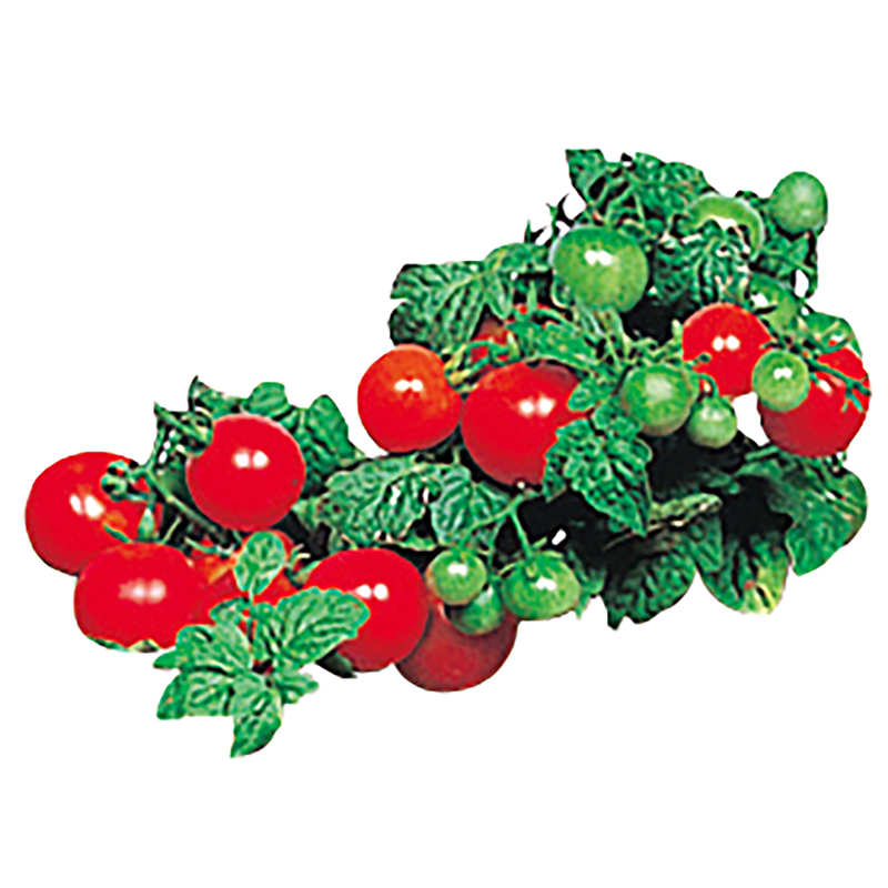 アーテック 育てるやさい トマト 1個（ご注文単位1個）【直送品】