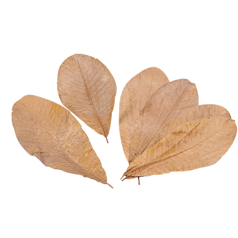 朴葉　100枚入 M 1個（ご注文単位1個）【直送品】