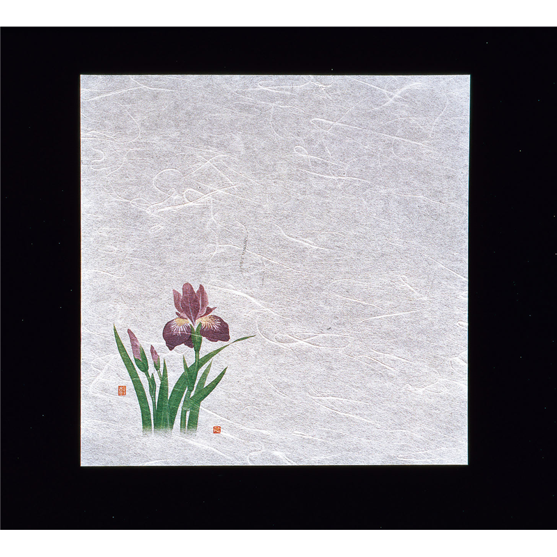 新・濡れ奉書紙（100枚入）　　菖蒲  1袋（ご注文単位1袋）【直送品】