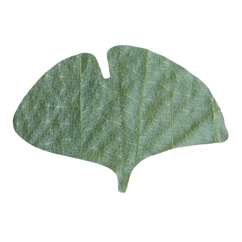 プチ干朴葉懐敷（緑）50枚入 23922　銀杏型 1個（ご注文単位1個）【直送品】
