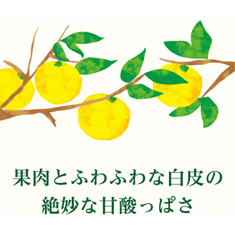 伊藤園 ニッポンエール 宮崎県産日向夏 500mL 1本※軽(ご注文単位1本)【直送品】
