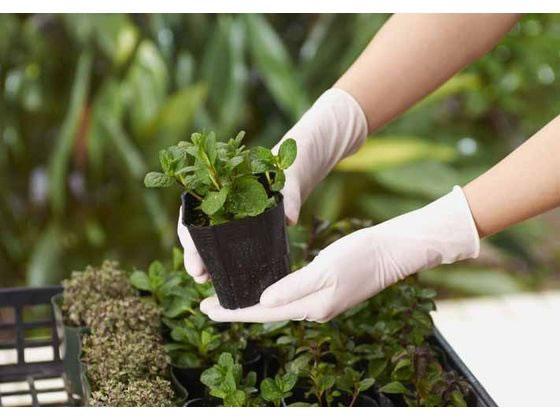 ショーワ ナイスハンド きれいな手つかいきりグローブ ゴムM 100枚 1箱（ご注文単位1箱)【直送品】