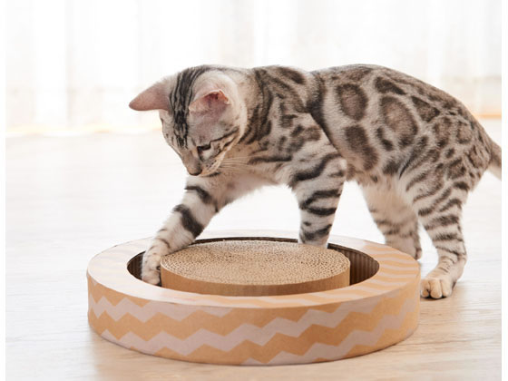 エイムクリエイツ ニャンコロビー サークル 1個(ご注文単位1個)【直送品】