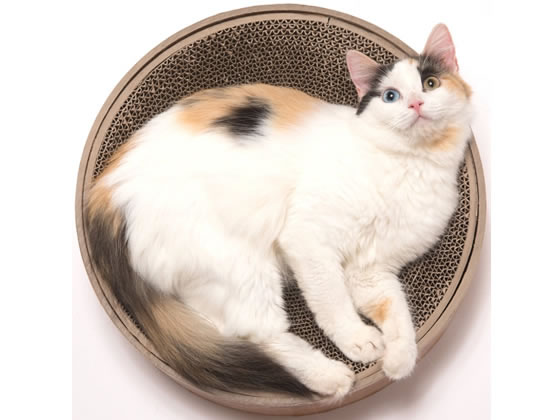 猫壱 バリバリボウル猫柄 1個(ご注文単位1個)【直送品】