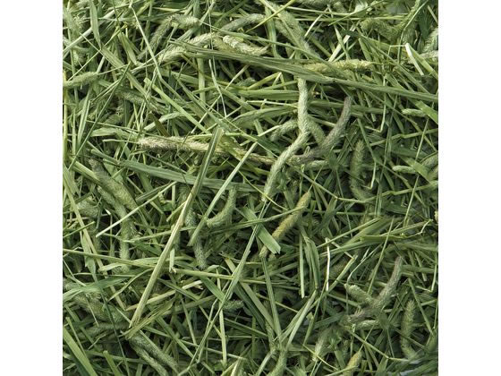 マルカン バニーグレード チモシー 1kg 1個(ご注文単位1個)【直送品】