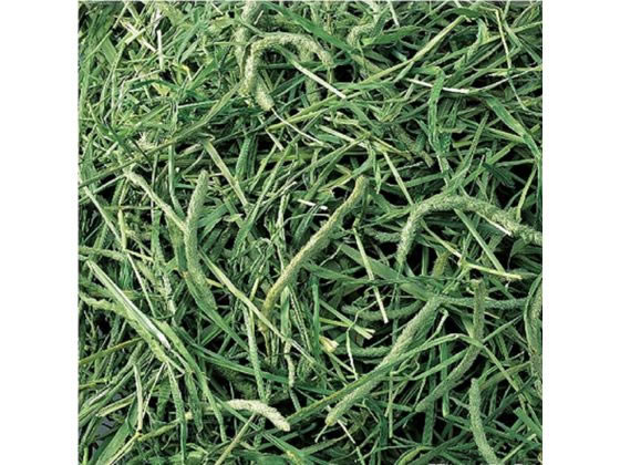 ジェックス おいしいチモシー 1.1kg 1個(ご注文単位1個)【直送品】