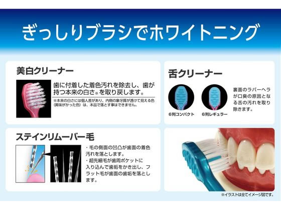 エビス プレミアムケア 歯の美白 6列コンパクト ふつう B-3606M 1本(ご注文単位1本)【直送品】