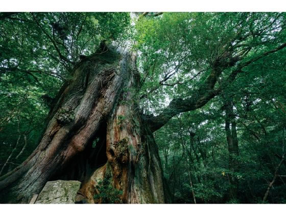 シヤチハタ ネーム9 MO式 100周年 屋久島の杜 XL-9／CJ2(MO) 1個（ご注文単位1個）【直送品】