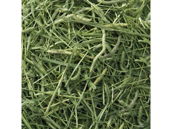 マルカン バニーグレード チモシー 550g MR-857 1個(ご注文単位1個)【直送品】