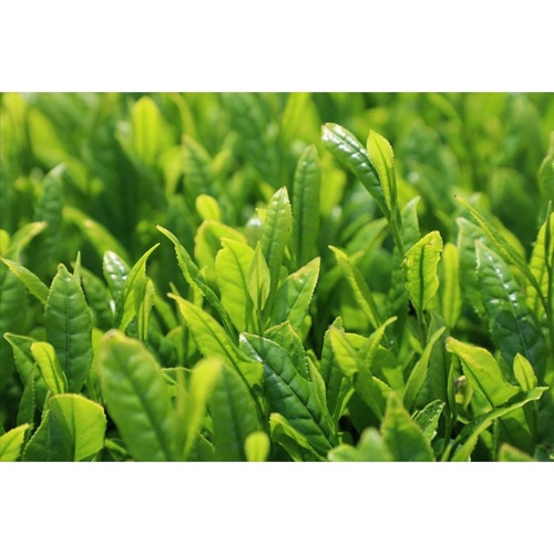 ハラダ製茶 やぶ北ブレンド 徳用水出しティーバッグ 緑茶 1セット(96バッグ:32バッグ×3袋)(ご注文単位1セット)【直送品】