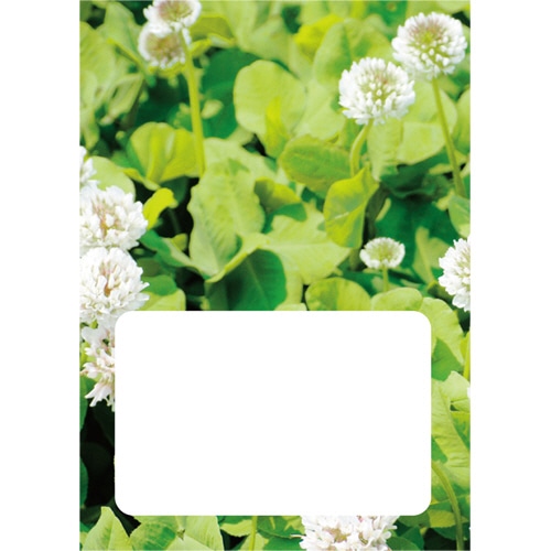 ダイオーミウラ お薬手帳(薄型) 16ページ クローバー 100冊/袋（ご注文単位1袋）【直送品】