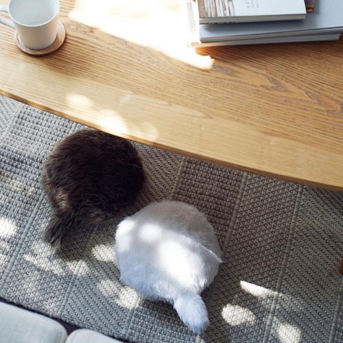 ユカイ工学 Petit Qoobo ノワール(黒) YE-PQ001N 1個(ご注文単位1個)【直送品】