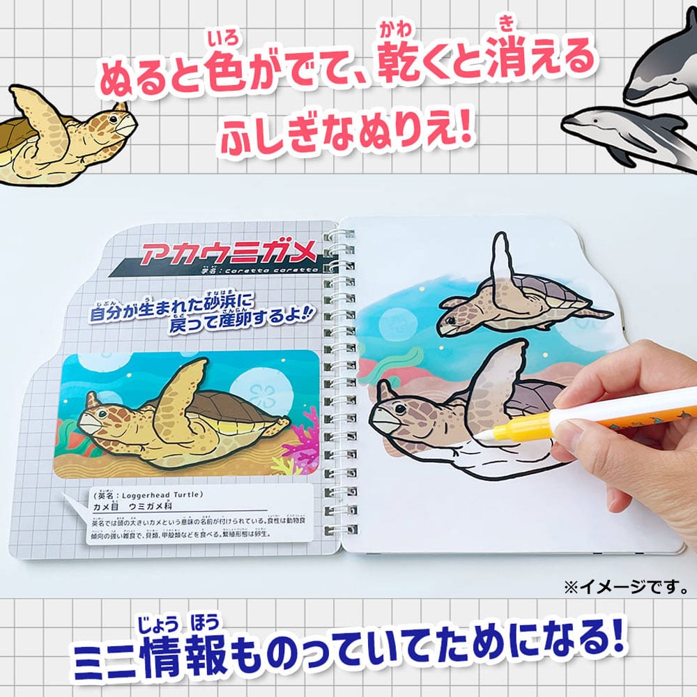 シルバーバック　水ぬりえ 海のいきもの図鑑 1セット（ご注文単位1セット）【直送品】