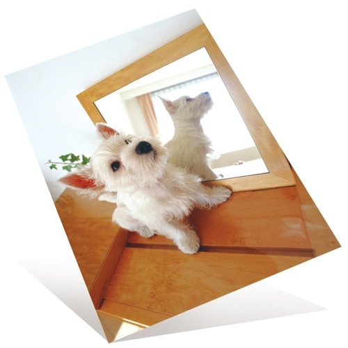 プラス PLUS 写真用紙 超きれいな光沢紙 A4判 100枚入 IT-221C 46064 1冊（ご注文単位1冊）【直送品】