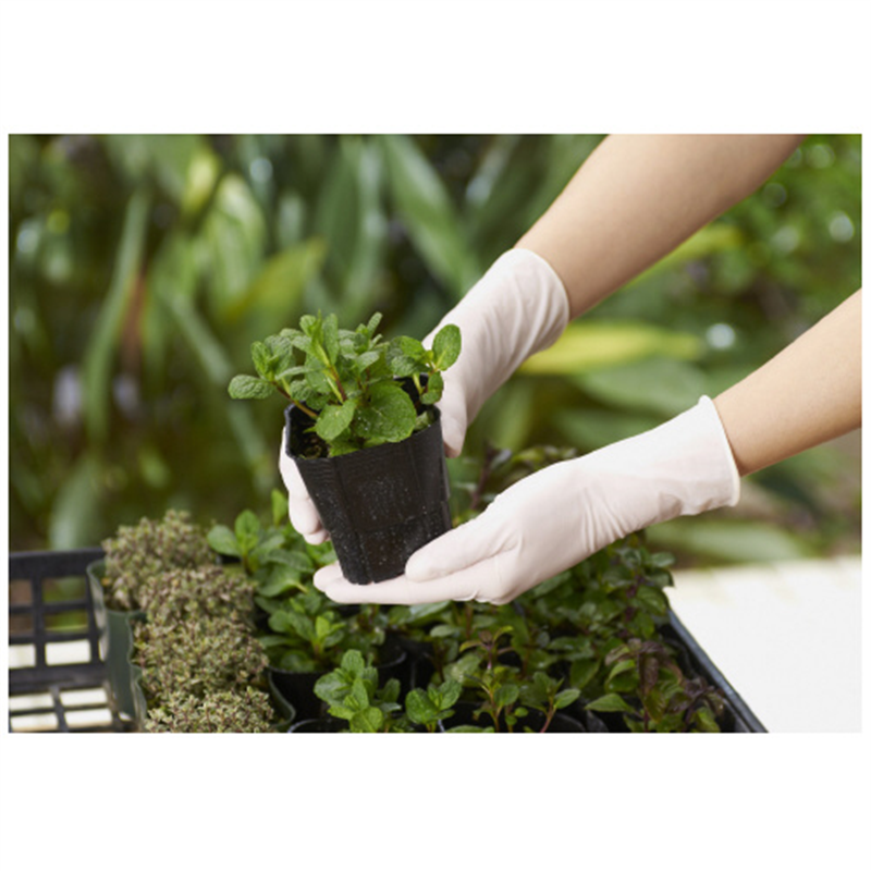 ショーワグローブ ナイスハンド使いきり天然ゴム M 100枚入 1個(ご注文単位1個)【直送品】