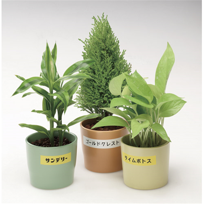 カシオ計算機 強粘着テープ XR-24GWE 1個(ご注文単位1個)【直送品】