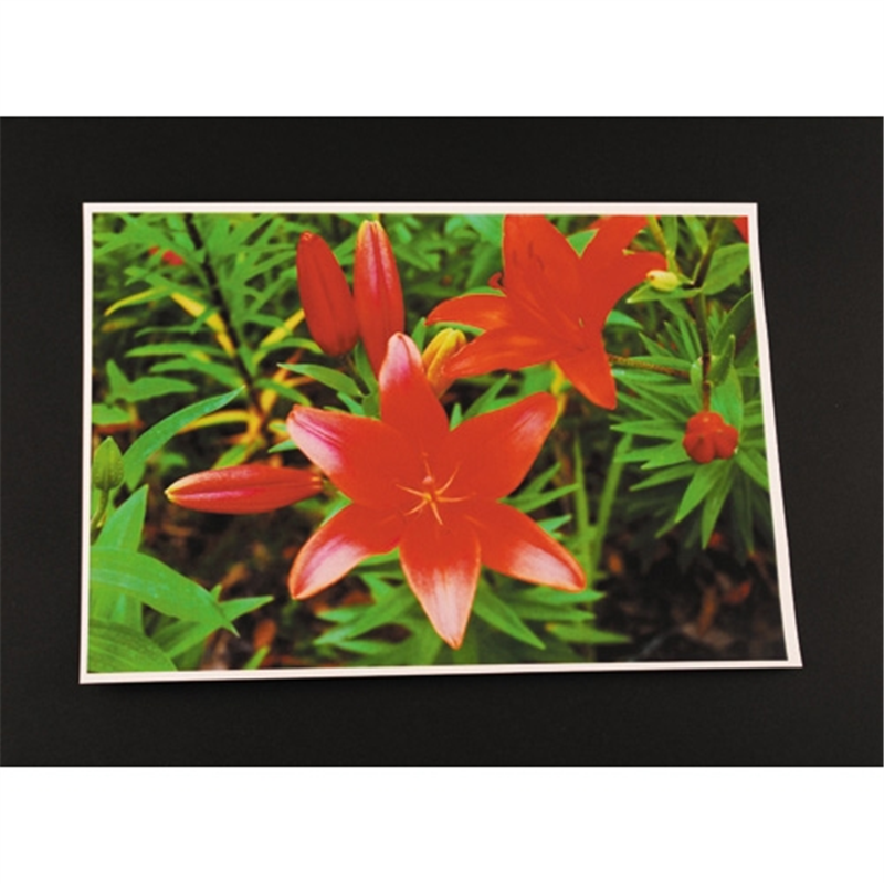 SAKAEテクニカルペーパー カラーレーザー用紙 LBP186CGA4S A4 50枚  1個（ご注文単位1個）【直送品】