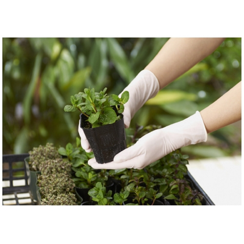 ショーワグローブ ナイスハンド使いきり天然ゴムM 100枚X10箱 1個(ご注文単位1個)【直送品】