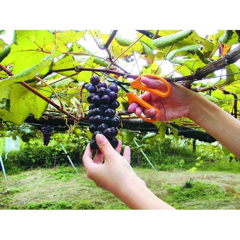 アルス 101335 320DX-T-BP ぶどう鋏デラックス直刃 BP 1個（ご注文単位1個）【直送品】