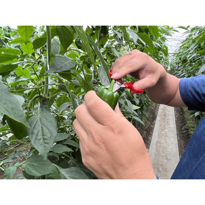 アルス 101486 野菜収穫鋏 先丸 ステンレス YS-38 1個(ご注文単位1個)【直送品】