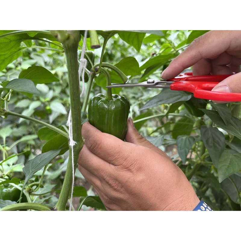 アルス 101486 野菜収穫鋏 先丸 ステンレス YS-38 1個(ご注文単位1個)【直送品】