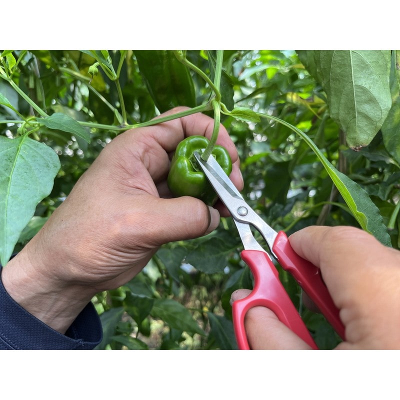 アルス 101486 野菜収穫鋏 先丸 ステンレス YS-38 1個(ご注文単位1個)【直送品】