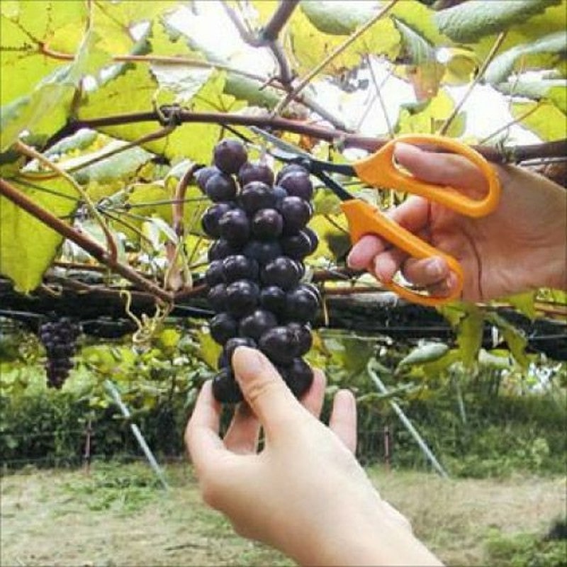 アルス 101333 320DX-T ぶどう鋏デラックス直刃 袋入 1個（ご注文単位1個）【直送品】