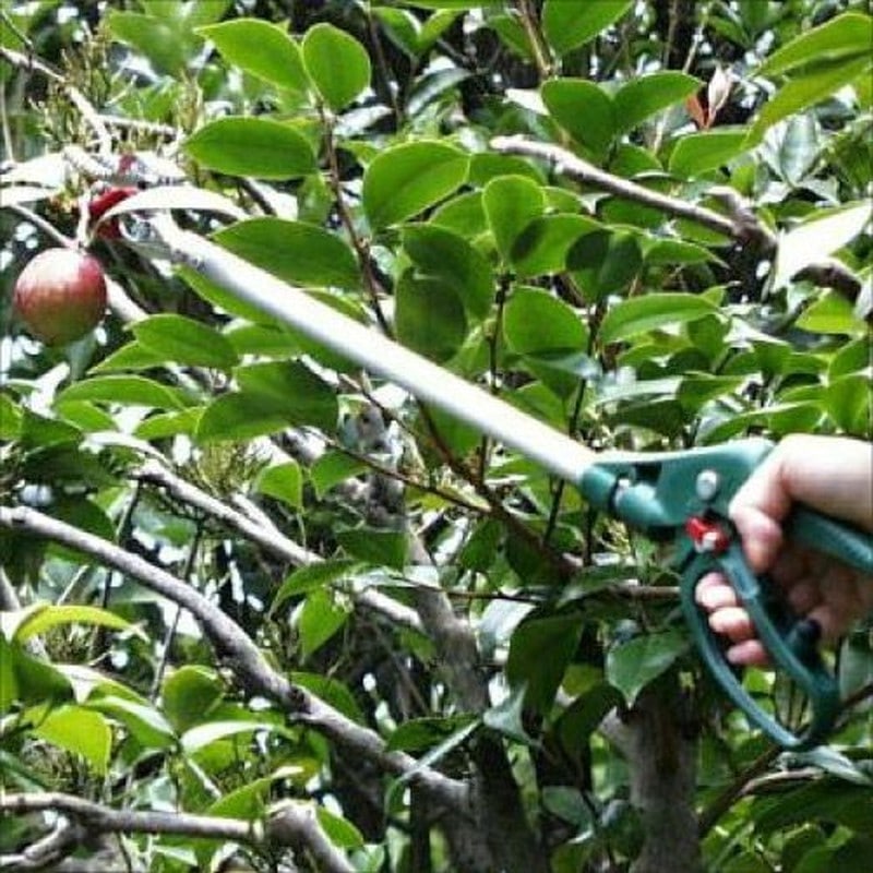 アルス 101820 GC-150-0.6 Gクラシック 花パッチン 1個（ご注文単位1個）【直送品】