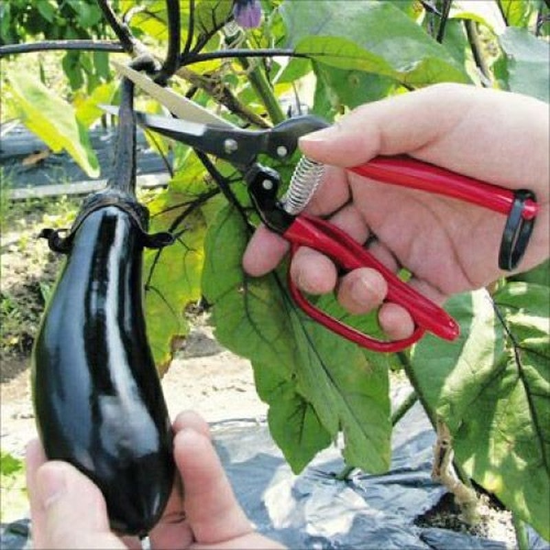 アルス 101419 300LL-G-BP 摘果エキストラロングガード付 1個（ご注文単位1個）【直送品】