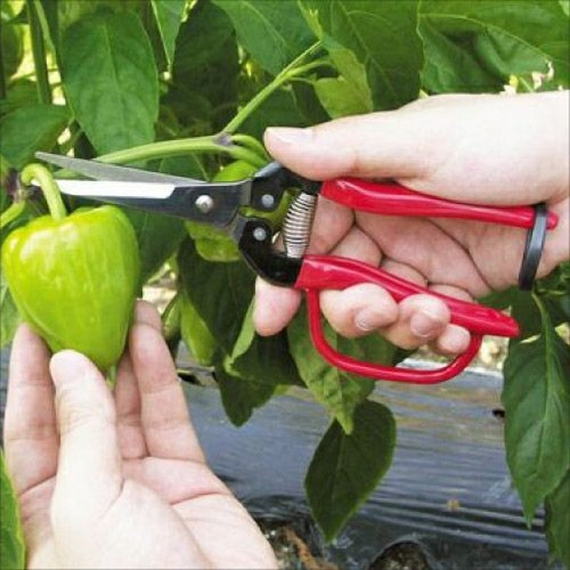 アルス 101419 300LL-G-BP 摘果エキストラロングガード付 1個（ご注文単位1個）【直送品】