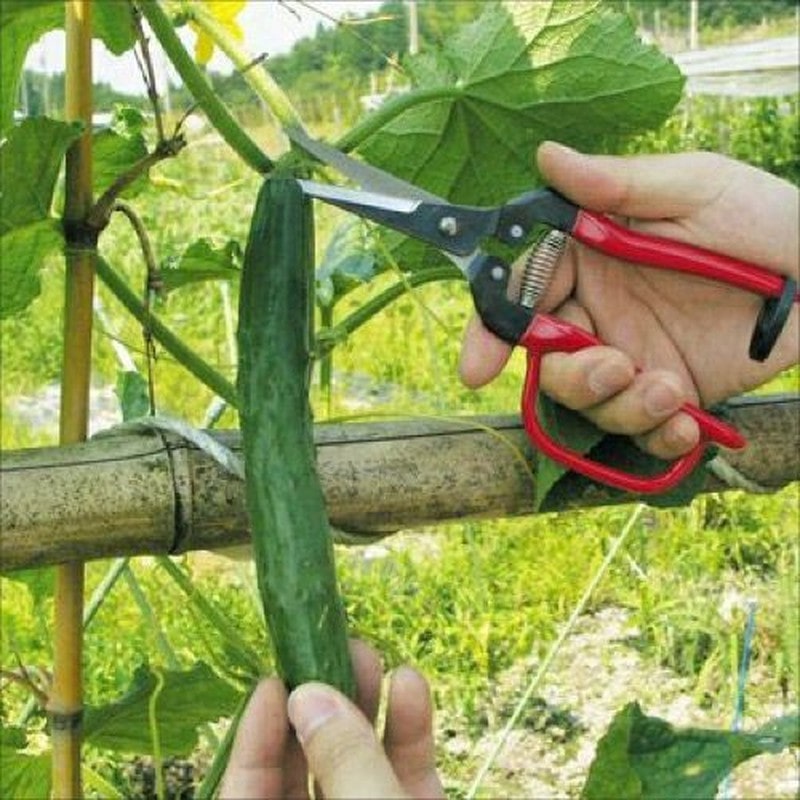 アルス 101419 300LL-G-BP 摘果エキストラロングガード付 1個（ご注文単位1個）【直送品】