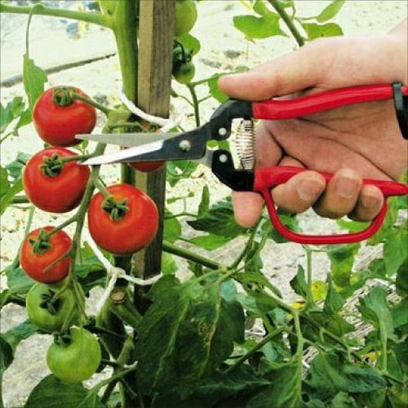 アルス 101419 300LL-G-BP 摘果エキストラロングガード付 1個（ご注文単位1個）【直送品】