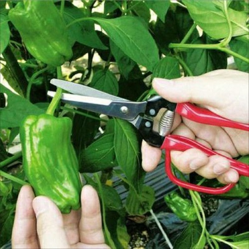 アルス 101422 300LW-G-BP 菜園鋏巾広 ガード付 1個（ご注文単位1個）【直送品】