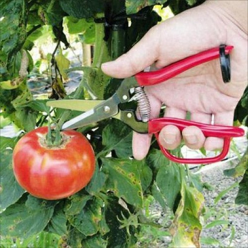 アルス 101422 300LW-G-BP 菜園鋏巾広 ガード付 1個（ご注文単位1個）【直送品】