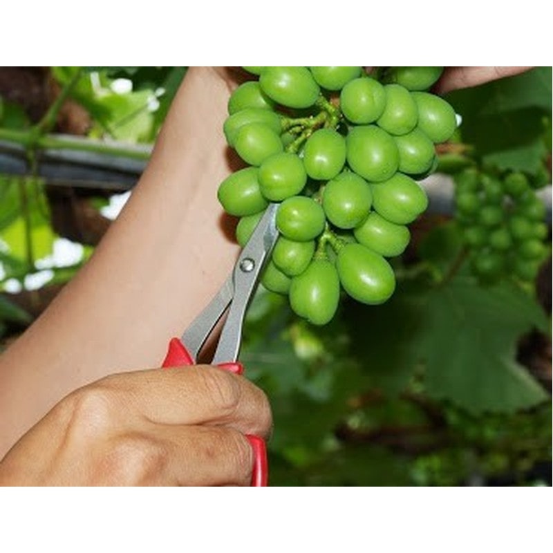 アルス 101482 アルス 321DX-T ぶどう摘粒鋏 直刃 袋入 1個（ご注文単位1個）【直送品】