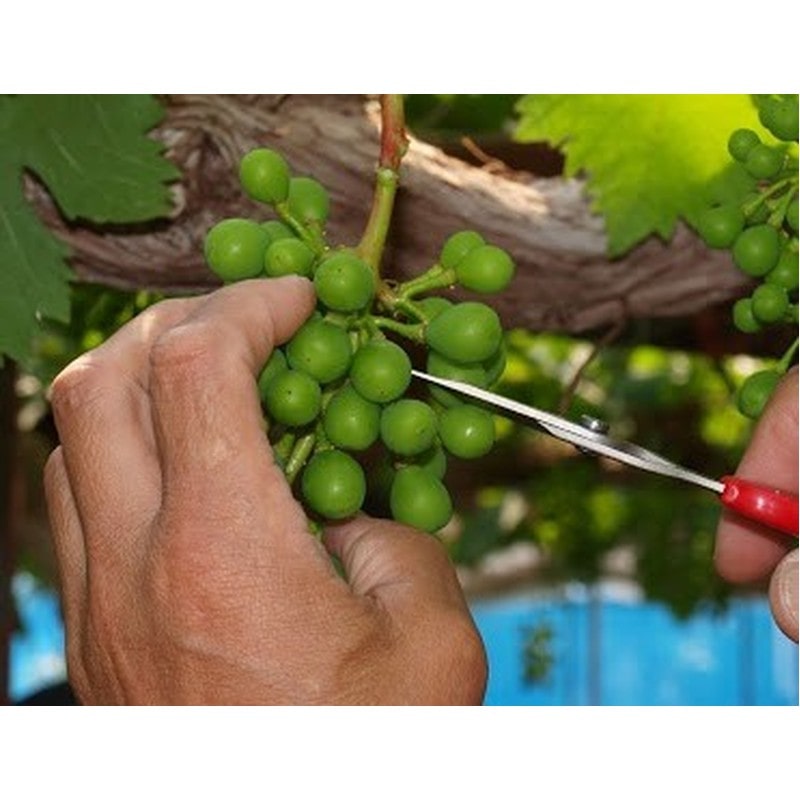 アルス 101482 アルス 321DX-T ぶどう摘粒鋏 直刃 袋入 1個（ご注文単位1個）【直送品】