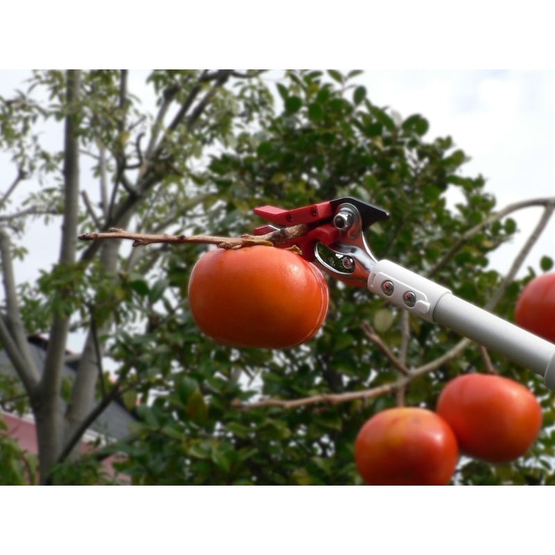 アルス 101768 150Z-3.0-5D 軽量高枝ライトチョキズーム 1個(ご注文単位1個)【直送品】