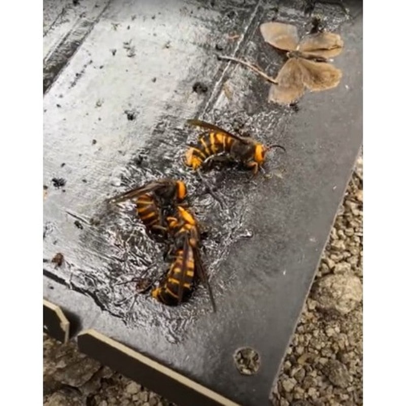 イカリ消毒 205678 イカリスズメバチハンタースズメバチ捕獲シート2枚入 1個(ご注文単位1個)【直送品】