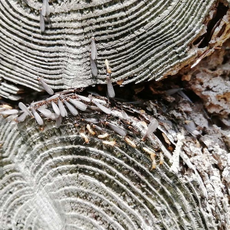 カンペハピオ 9002511 アリシスゴールド 無色 3.4L #00147670230000 1個（ご注文単位1個）【直送品】