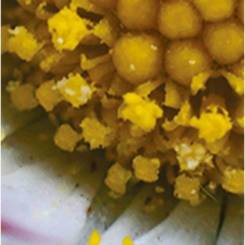 シンワ測定 4102128 75753ルーペ H ポケット型顕微鏡 LED付 #75753 1個(ご注文単位1個)【直送品】