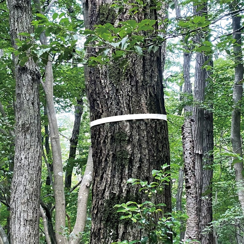 シンワ測定 4102883 マーキングテープ 15mm×50m ホワイト #74193 1個(ご注文単位1個)【直送品】