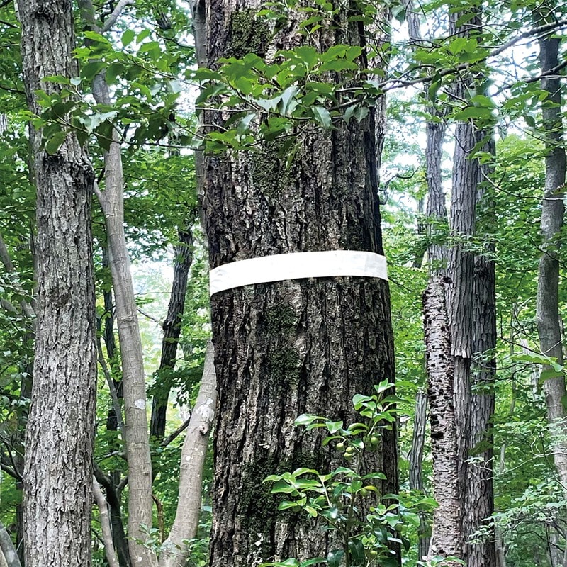 シンワ測定 4102884 マーキングテープ 30mm×50m ホワイト #74126 1個(ご注文単位1個)【直送品】