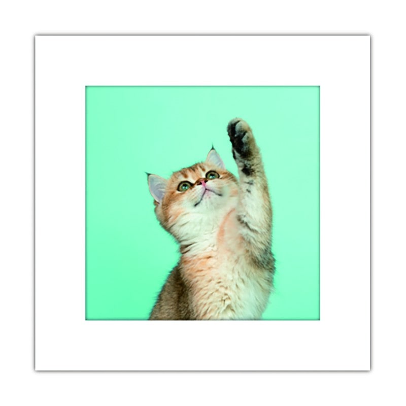 まいにち 9041016 アートトワレ ねこ 1個（ご注文単位1個）【直送品】