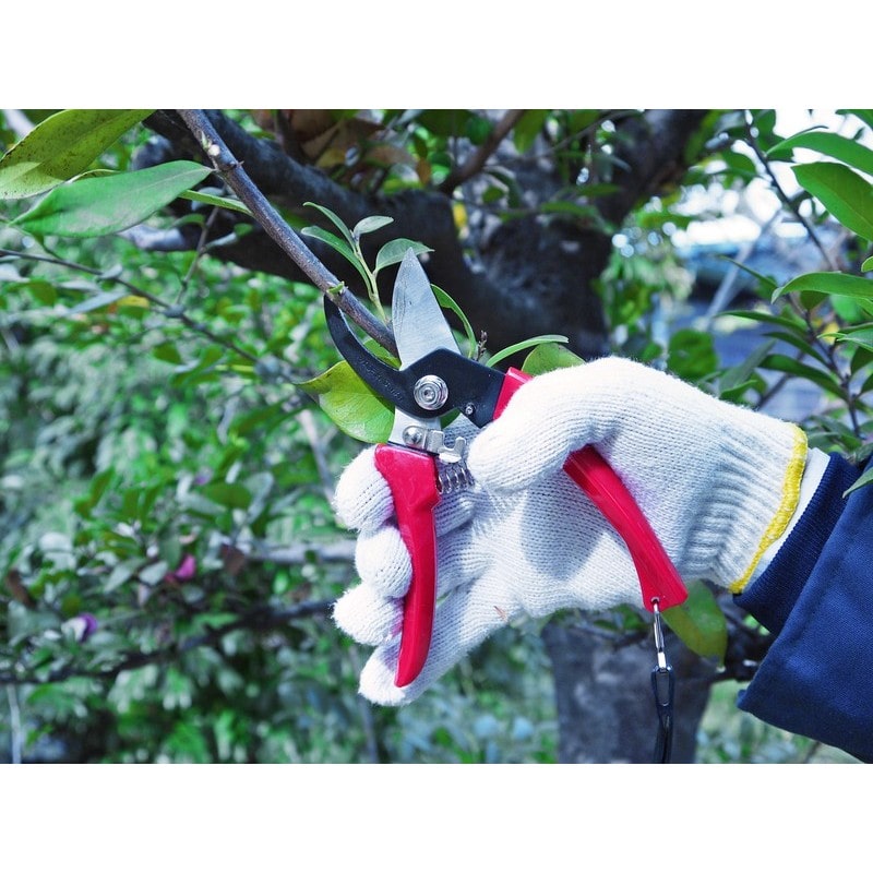 浅香工業 109233 剪定用 菜園鋏 FG-S100R #190068 1個（ご注文単位1個）【直送品】