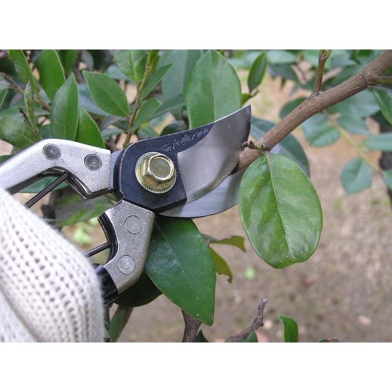 浅香工業 109202 A型剪定鋏 鋼付 #192008 1個（ご注文単位1個）【直送品】